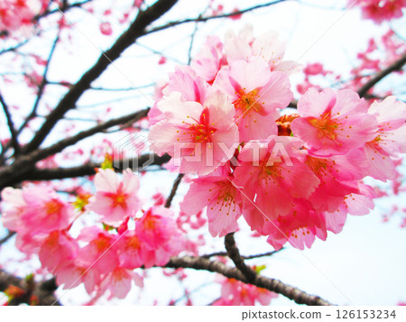 修善寺館櫻花盛開的景色 126153234