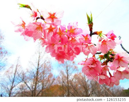Scenery of the Shuzenjikan cherry blossoms in full bloom Scenery of the Shuzenjikan cherry blossoms in full bloom 126153235