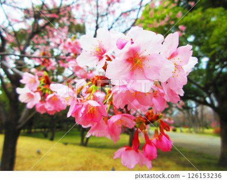 Scenery of the Shuzenjikan cherry blossoms in full bloom Scenery of the Shuzenjikan cherry blossoms in full bloom 126153236