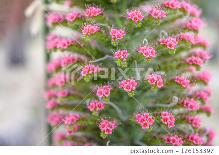 echium wildpretii flower small flower jewel tower image echium wildpretii flower small flower jewel tower image 126153397