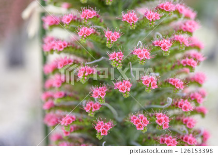 echium wildpretii flower small flower jewel tower image 126153398