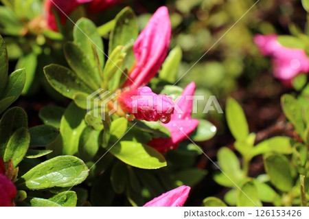 杜鵑花蕾預示著它們開花的日子 126153426