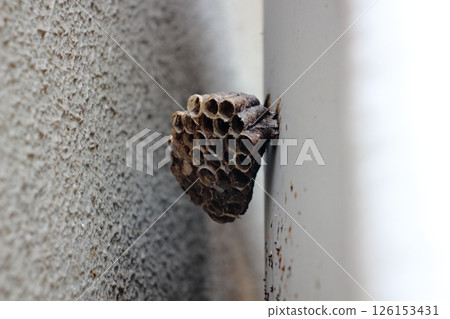 花園裡的黃蜂巢 126153431