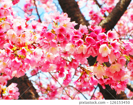 Beautiful scenery of early-blooming cherry blossoms 126153450