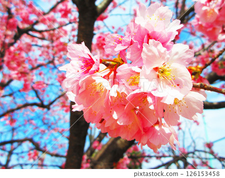 Beautiful scenery of early-blooming cherry blossoms Beautiful scenery of early-blooming cherry blossoms 126153458