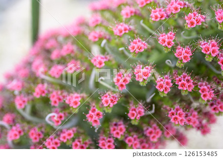 藍薊 花 小花 寶石塔圖像 126153485