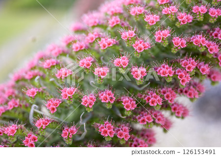 藍薊 花 小花 寶石塔圖像 藍薊 花 小花 寶石塔圖像 126153491