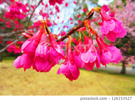 寒緋櫻花盛開的風景 126153527
