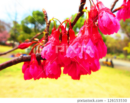 Scenery of Kanhizakura flowers in full bloom 126153530