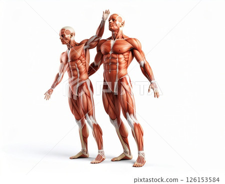Muscle contraction concept, human muscle body over white background 126153584