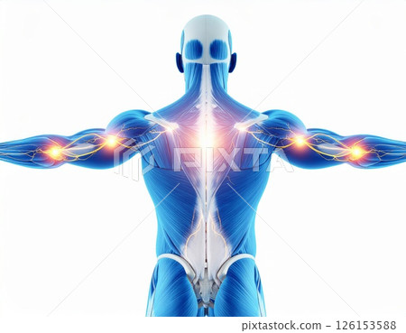 Muscle contraction concept, human muscle body over white background 126153588