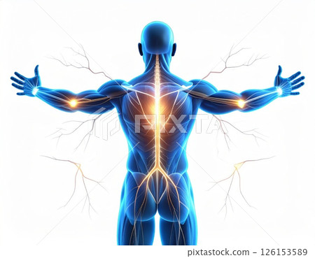 Muscle contraction concept, human muscle body over white background 126153589