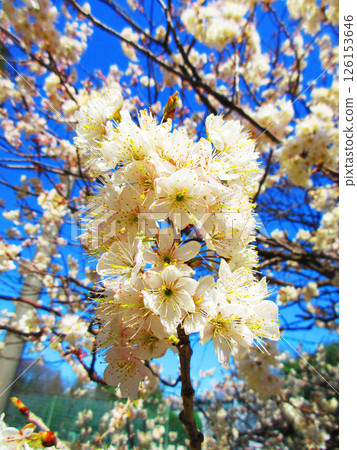 Beautiful scenery of Shinamizakura and blue sky 126153646