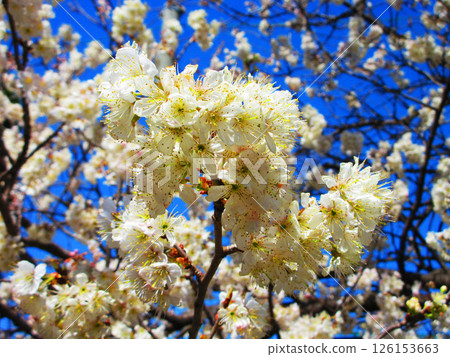 Beautiful scenery of Shinamizakura and blue sky 126153663