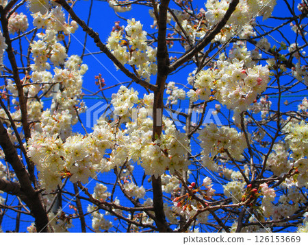 Beautiful scenery of Shinamizakura and blue sky Beautiful scenery of Shinamizakura and blue sky 126153669
