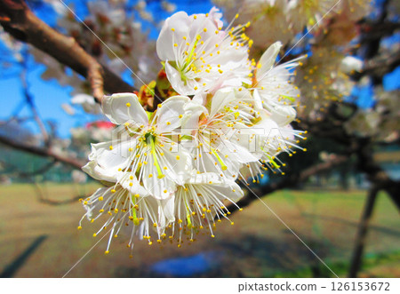 Beautiful scenery of Shinamizakura and blue sky Beautiful scenery of Shinamizakura and blue sky 126153672