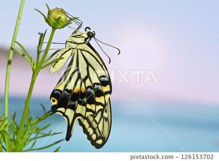 Swallowtail butterfly  126153702