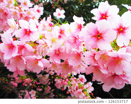 早櫻盛開的美麗風景 早櫻盛開的美麗風景 126153717