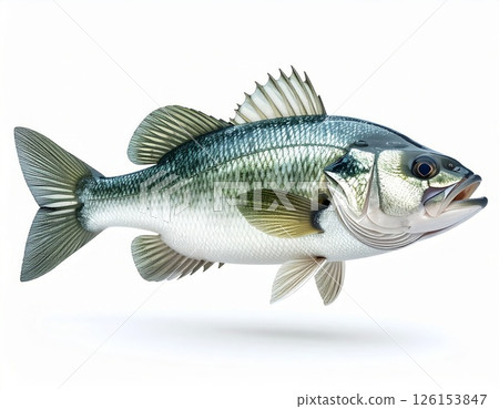 Fish close view on white background 126153847