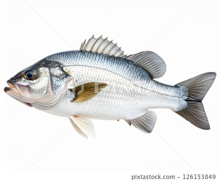 Fish close view on white background Fish close view on white background 126153849
