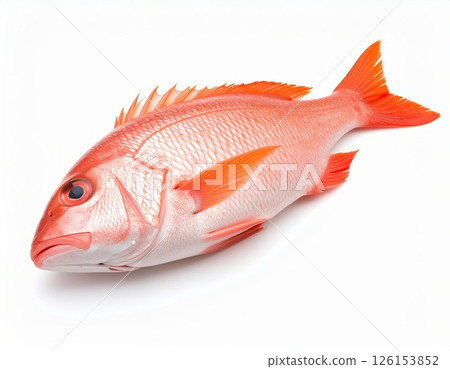 Fish close view on white background 126153852