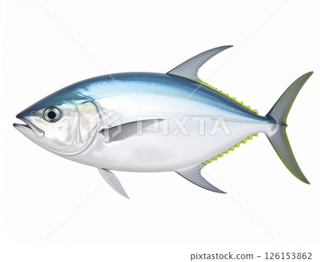 Fish close view on white background 126153862