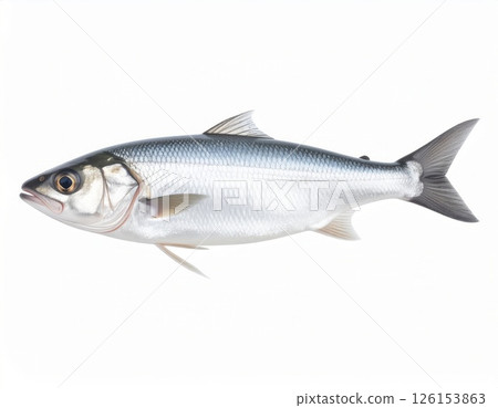 Fish close view on white background 126153863