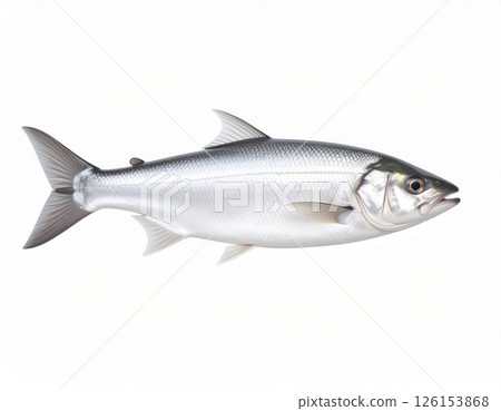 Fish close view on white background 126153868