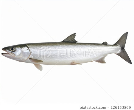 Fish close view on white background 126153869