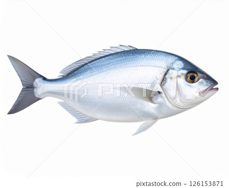 Fish close view on white background 126153871