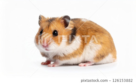 Hamster over white background, close view hamster sitting on the ground 126153882