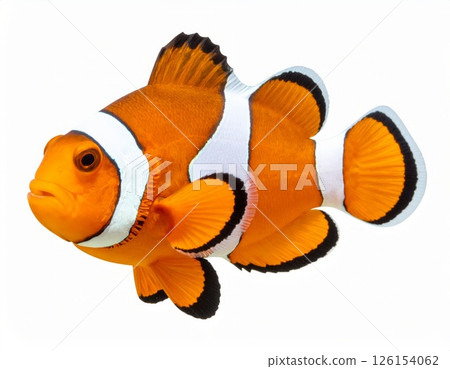 Bright clown fish over white background 126154062