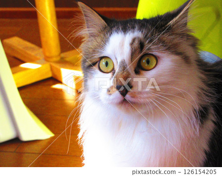 Cute calico cat (striped calico cat) Cute calico cat (striped calico cat) 126154205