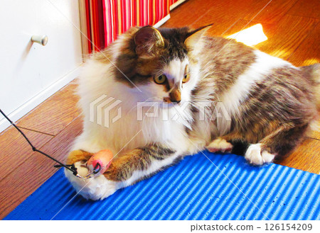 Cute calico cat (striped calico cat) Cute calico cat (striped calico cat) 126154209