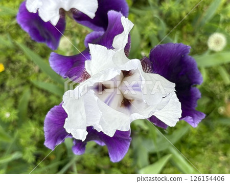 鳶尾花_德國鳶尾_德國鳶尾 126154406
