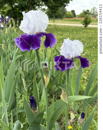 Iris flower_German iris_German iris 126154413