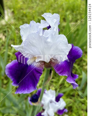 Iris flower_German iris_German iris 126154414