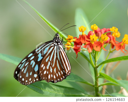 一隻琉球燕尾蝶正在吸食馬利筋花的花蜜 126154683
