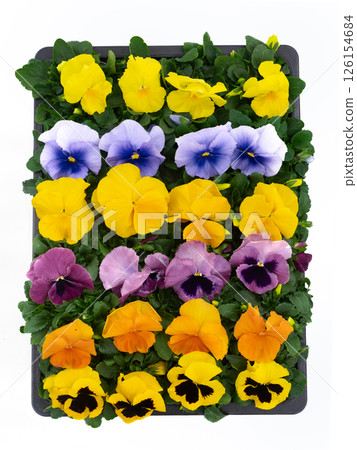 三色堇花苗 126154684