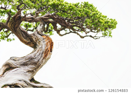 Bonsai tree exhibiting twisted gnarled trunk and vibrant green foliage 126154883