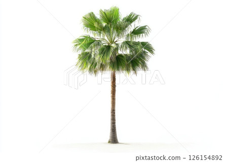 Washingtonia robusta palm tree standing out against white background 126154892