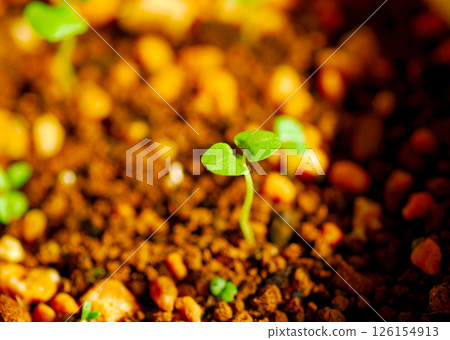Germination: Basil seeds were planted and sprouted within a few days. Germination: Basil seeds were planted and sprouted within a few days. 126154913