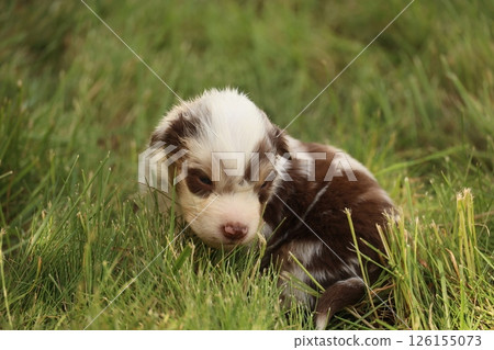 A small brown and white dog is laying in the grass A small brown and white dog is laying in the grass 126155073
