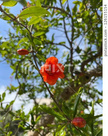 夏日天空中盛開的紅色花朵 夏日天空中盛開的紅色花朵 126155154