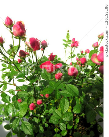 Extreme Princess Rose Wonder Five Extreme Princess Rose Wonder Five 126155196