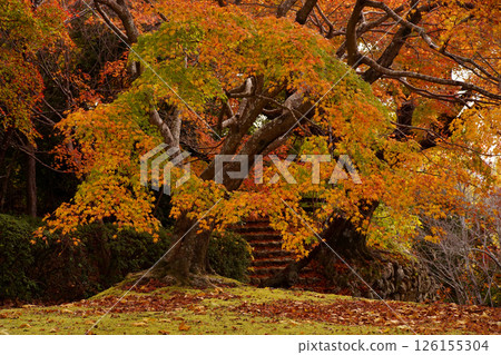 Autumn leaves Autumn leaves 126155304