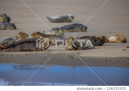 Eierland, De Cocksdorp, Texel, The Netherlands, Oktober 28th, 2024, Seals are Resting Comfortably on Eierland, De Cocksdorp, Texel, The Netherlands, Oktober 28th, 2024, Seals are Resting Comfortably on 126155335