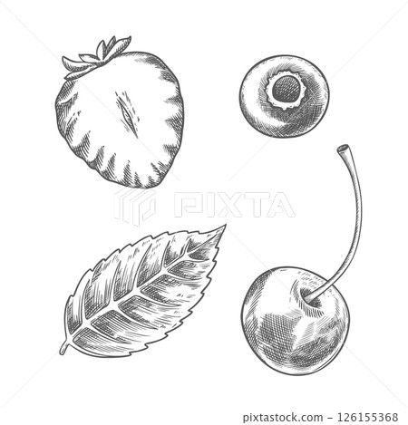 Set of strawberry blueberry cherry and mint leaf. Hand drawn vector food illustration. Line art graphic of sweet berries in the sketch style perfect for menu or product creation and package design. Set of strawberry blueberry cherry and mint leaf. Hand drawn vector food illustration. Line art graphic of sweet berries in the sketch style perfect for menu or product creation and package design. 126155368