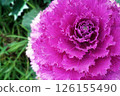 Spring March Pink Habotan close-up 126155490