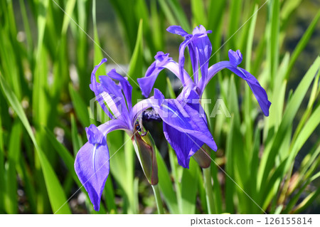 Iris "Wet Heron" Iris "Wet Heron" 126155814